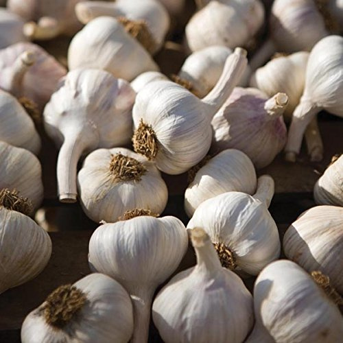 Garlic for Planting UK -Garlic 30 cloves'Red Donetsk' Hardy Bulb (Planting Now) from 3 Bulbs