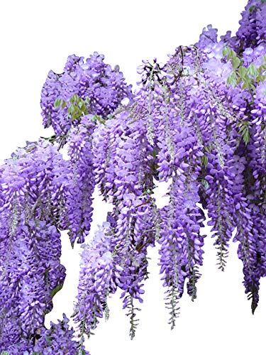 Lluvia azul >Wisteria sinensis< 3 semillas (Hermosa planta trepadora floreciente resistente al invierno)