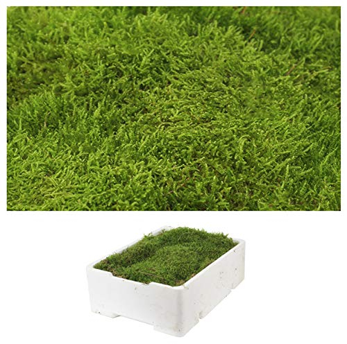 1 Kiste Echtes Moos - Plattenmoos - Natur Dekomoos zum basteln in verschiedenen Sorten - DIY - Islandmoos, Plattenmoos, Bollenmoos, Hügelmoos Sphagnum Moos