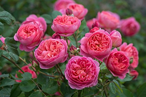 Englische Rose Boscobel im 7 Liter Rosentopf