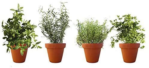PACK PLANTAS AROMÁTICAS COCINA 2. 1 MENTA, 1 TOMILLO, 1 ROMERO, 1 PEREJIL. Plantas aromáticas naturales, Altura: 30 centimetros cada una, contenedor 13-14 cm. ENVIOS SOLO PENINSULA