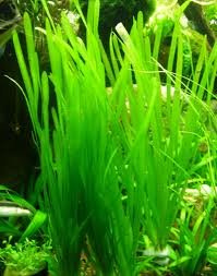 Italian Val - Vallisneria spiralis - Plantas de acuario vivas