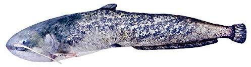 Dekoratives Kissen in Form eines echten Fisches, Wels