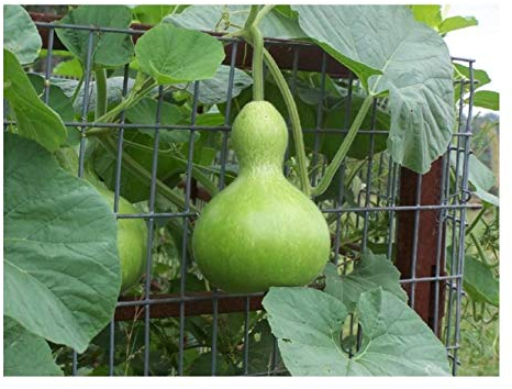 PREMIER SEEDS DIRECT - Gourd - Birdhouse - 12 Seeds - Unusual