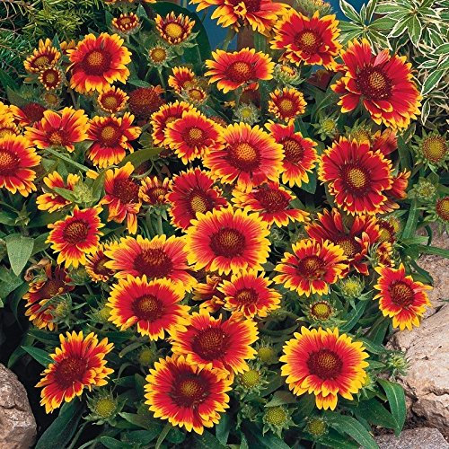 Gaillarde à grande fleur variée 150 graines