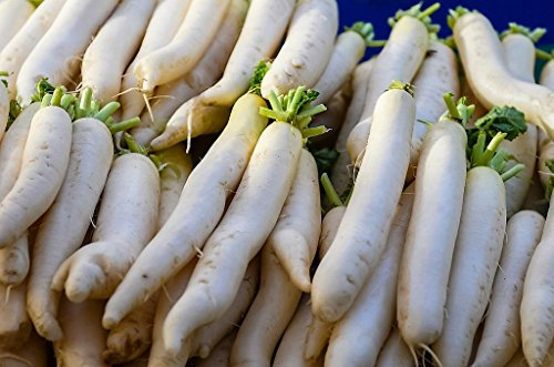 500 japonais Minowase Radis énorme Radis Blanc Blanc Raphanus Sativus Graines de légumes