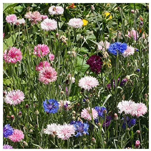 Everwilde Farms - 1 Lb Tall Mixed Cornflower Wildflower Seeds - Gold Vault