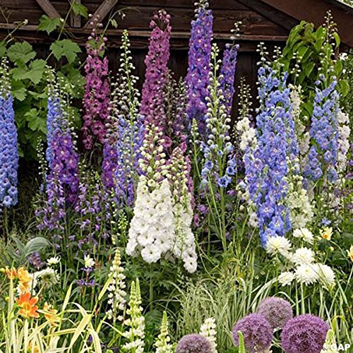 Graines de Delphinium Magic Fountain mix - Pied d'alouette hybride en mélange