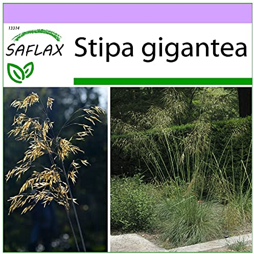 SAFLAX - Lino delle fate gigante - 10 semi - Stipa gigantea