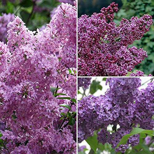 YouGarden Fragrant French Lilac Shrubs, Collection of Three Bushes, Established Varieties in 9cm Pots, Ready to Plant