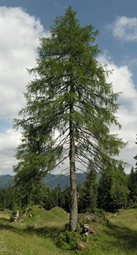 Müller Münchehof GmbH Baum des Jahres 2012 - Europäische Lärche im Container Größe 50 bis 60 cm