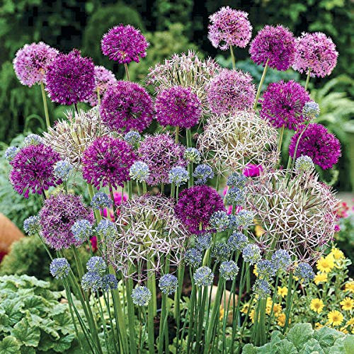 YouGarden Mixed Allium Bulb Collection, 100 Bulbs with Six Varieties, Plant in Autumn for Spring Flowering, Spring Bulbs to Plant in Autumn, Allium Bulbs for Gardens