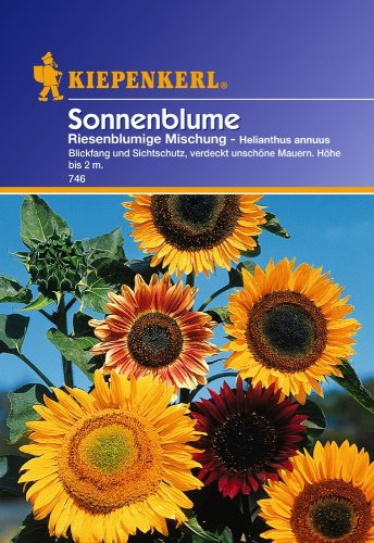 Tournesols Helianthus géant