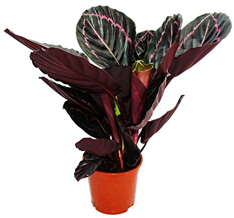 Exotenherz - Schattenpflanze mit ausgefallenem Blattmuster - Calathea Dottie - 12cm Topf - ca. 25-30cm hoch