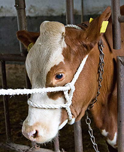 Kerbl Strickhalfter Sisal-PP, 230cm 18 mm, o.Klammer, 4-schäftig