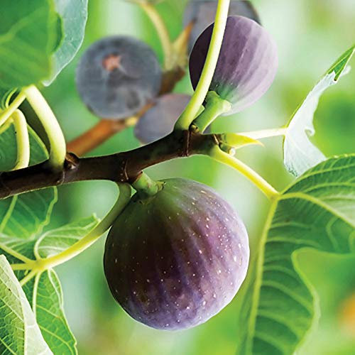 You Garden - 2 x Fig Tree 'Brown Turkey' in 9cm pots - Hardy Fruit Plant for Gardens - Potted Garden Ready Fig Tree Perfect for Plant Pot or Outdoor Plants