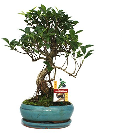 Exotenherz - Bonsai Chinesischer Feigenbaum - Ficus retusa - ca. 8 Jahre