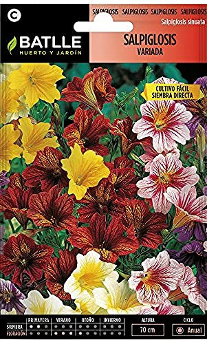 Semillas Batlle Salpiglosis variada