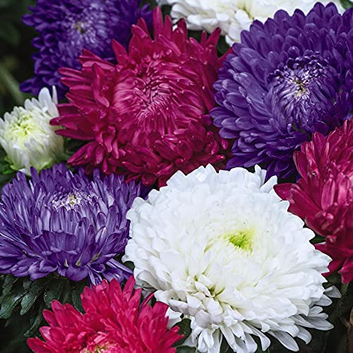 Thompson & Morgan - Flowers - Aster Milady Mixed - 150 Seed