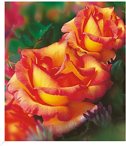 BALDUR Garten Delbard® Kletterrosen 'Parure d'or®', 1 Pflanze, winterhart, mehrjährig, duftend, blühend, Rosa Hybride, robuste Kletterrose, Duftrose, große Blüten