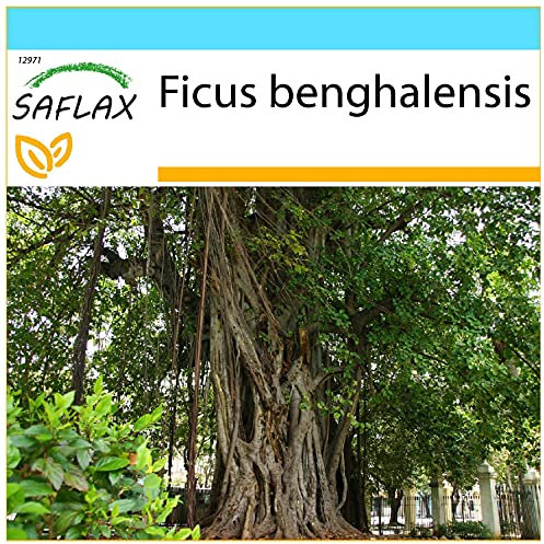 SAFLAX - Kit cadeau - Figuier des banians - 20 graines - Ficus benghalensis
