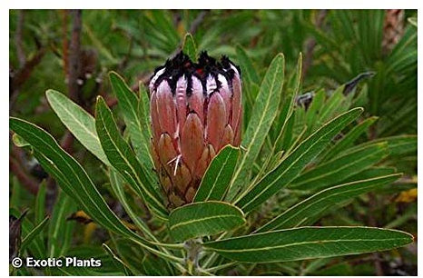 Protea neriifolia - Oleander Protea - 4 Samen