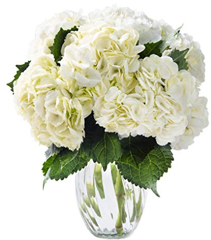 KaBloom PRIME NEXT DAY DELIVERY - Fall Collection - Summer Beauty Bouquet of 6 White Hydrangeas with Vase. Gift for Birthday, Sympathy, Anniversary, Get Well, Thank You, Valentine, Mother’s Day