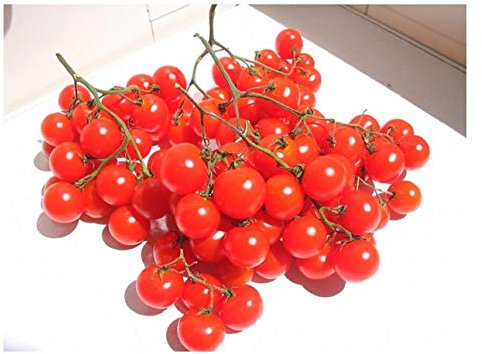 PREMIER SEEDS DIRECT - Tomato - RIESENTRAUBE - Cherry Variety - 50 Seeds - Organic