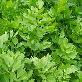 SeeKay Lovage - Levisticum officinalis 450 Seeds