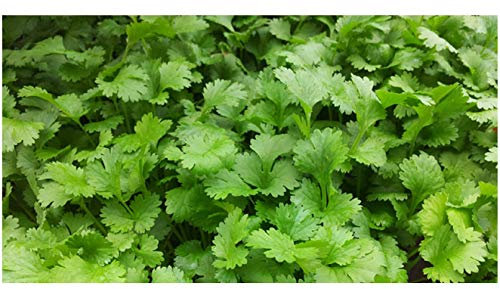 PREMIER SEEDS DIRECT - HERB - Coriander - 1000 Seeds - Organic (for Germinating)