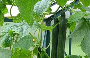 BEDFORSHIRE Ridge Cucumber Early Long Green English Heirloom Heritage CUKE 10 Organic Seeds Certified French Organic Grower