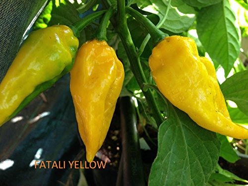 SEMI PEPERONCINO-FATALII YELLOW-