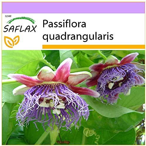 SAFLAX - Granadilla gigante - 12 semillas - Passiflora quadrangularis