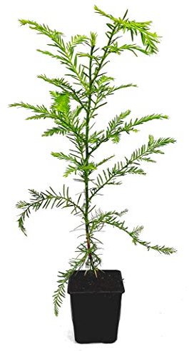Seedeo® Küsten - Mammutbaum (Sequoia sempervirens) Pflanze ca. 20 cm - 30 cm hoch
