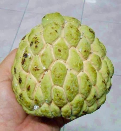 TARA-JARDIN 10 graines SUGAR APPLE SEED DOUX ANNONA Squamosa THAI IMPRESSIONNANT FRUITS TROPICAUX CUSTARD APPLE