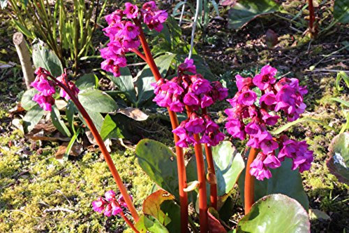 Bergenia 'Overture' : garden tested, hardy perennial plant supplied in a half litre pot