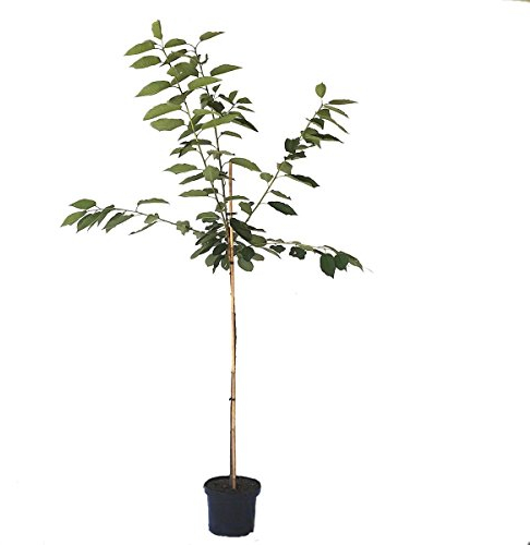 Burlat sehr frühe Süßkirsche Kirschbaum Halbstamm ca. 150-170 cm 10 Liter Topf Unterlage F12/1