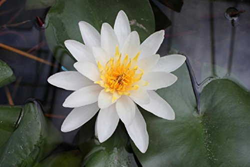 WASSERPFLANZEN WOLFF - Nymphaea 'Albatros' - fertig im PFLANZKORB - Seerose, weiß