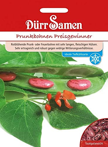 Prunkbohnen Samen Preisgewinner Bohnensamen Rotblühende Bohnen ca 40 Korn Saatgut Gemüse Garten Hochbeet Kübel Dürr Samen