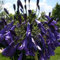 Agapanthus africanus 'Blue' – Mehrjährig & Pflegeleicht – Schmucklilie – Kübelpflanze für Terrasse & Balkon