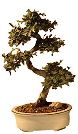 Bonsaiboy Chinese Elm Bonsai Tree - Large Curved Trunk Style Ulmus Parvifolia
