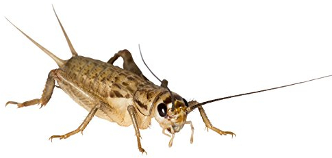 Großpackung mittel Heimchen Futterinsekten Futtertiere ca. 700 Stück