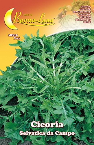 SEMI ORTO CICORIA SELVATICA PZ - 10