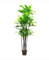 Bambuspalme 10 x Chamaedorea seifrizii Bambus Samen