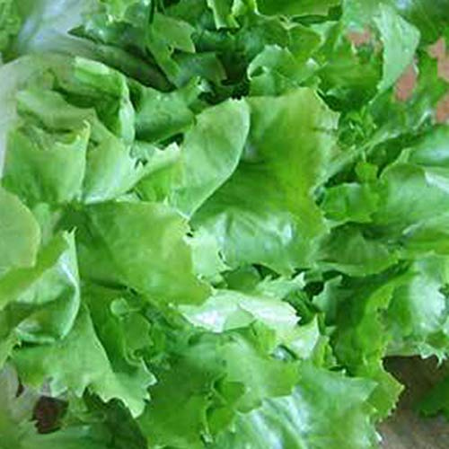 Sustainable Seed Co Organic Broadleaf Batavian Endive Seeds 3 g ~1,800