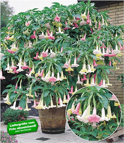 BALDUR Garten Engelstrompete Rainbow Tricolor, 1 Pflanze Brugmansia Datura 3 Farben in einem Topf