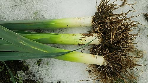 JustSeed - Vegetable - Leek - Giant Winter - 150 Seeds - Economy Pack