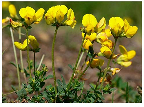 PREMIER SEEDS DIRECT TREFOIL - LOTUS CORNICULATUS - 5GM ~ 4000 SEEDS - BIRDS FOOT