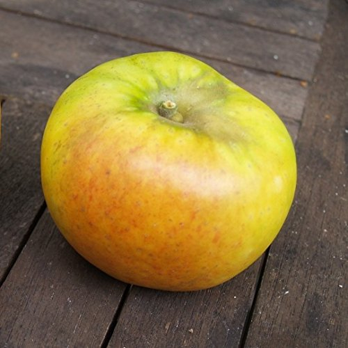 Goldparmäne historischer Herbstapfel Apfelbaum Buschbaum kleinbleibend M9