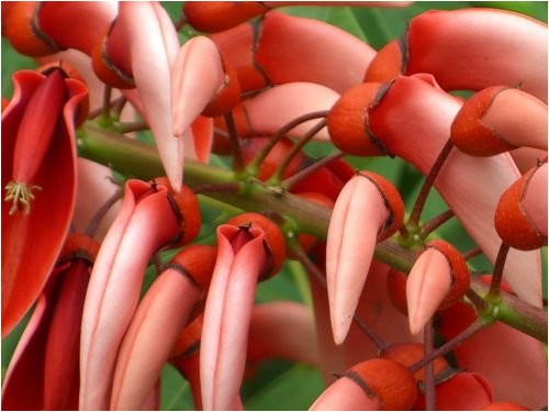 Seedeo Karibischer Korallenstrauch (Erythrina crista-galli) 8 Samen